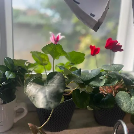 Kuca Za Odmor Josip Split